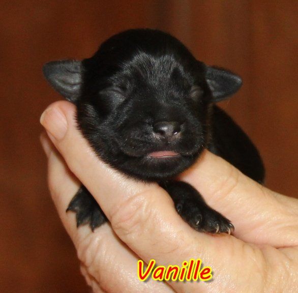 du Vanil des Artses - Chiot disponible  - Berger catalan