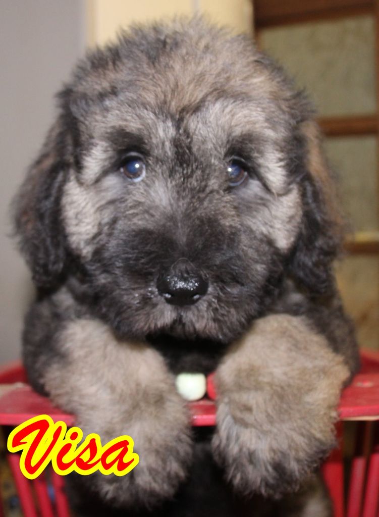 du Vanil des Artses - Chiot disponible  - Berger catalan