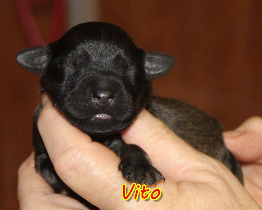 du Vanil des Artses - Chiot disponible  - Berger catalan