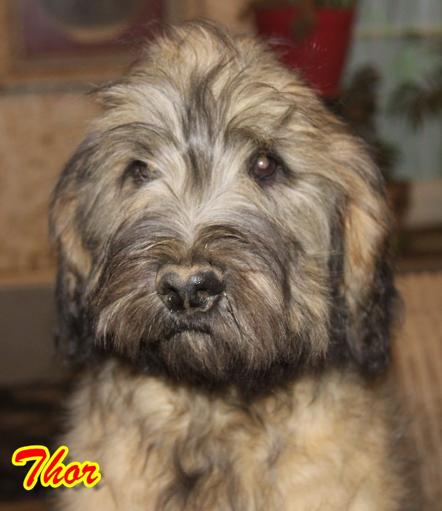 du Vanil des Artses - Chiot disponible  - Berger catalan