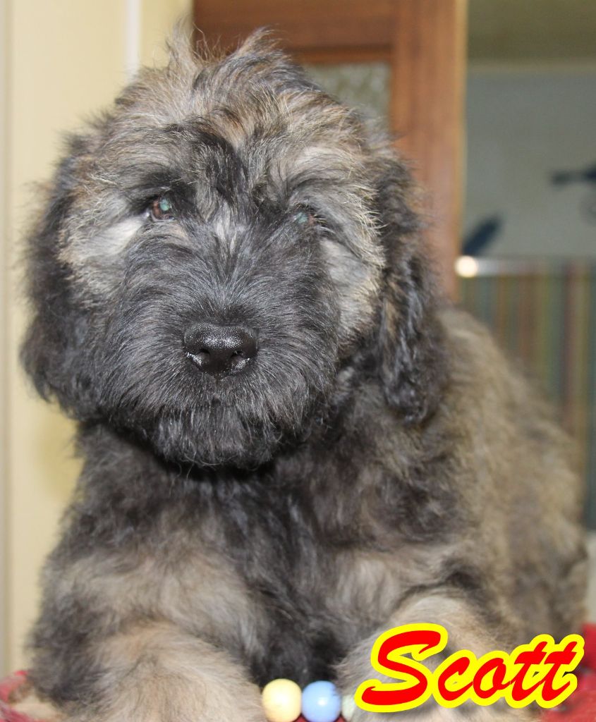 du Vanil des Artses - Chiot disponible  - Berger catalan