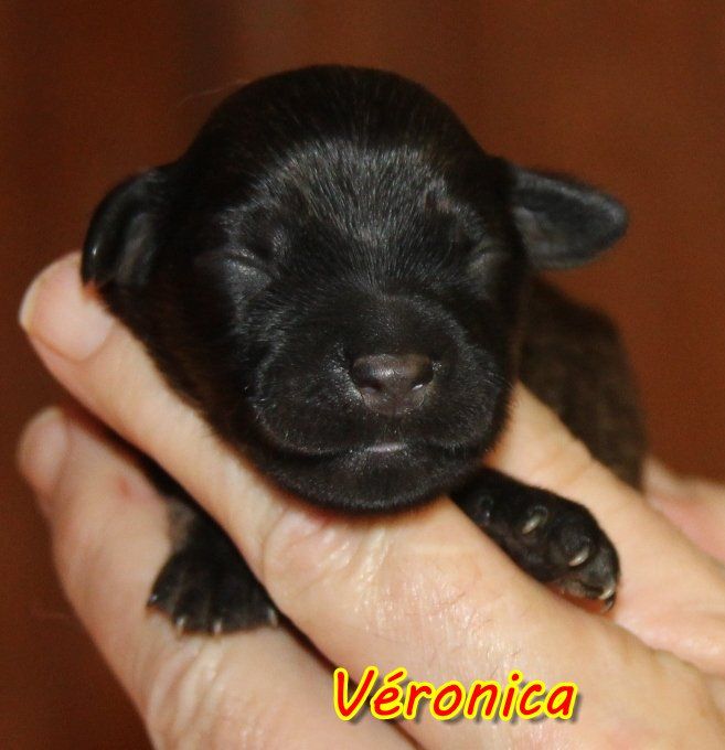 du Vanil des Artses - Chiot disponible  - Berger catalan