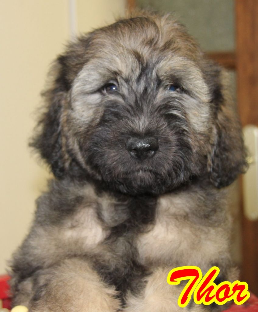 du Vanil des Artses - Chiot disponible  - Berger catalan